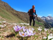 31 Spunta il Piero ...dai crocus!